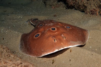 Electric Ray