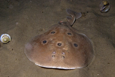 Electric Ray