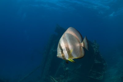 Batfish in the Gianis D.