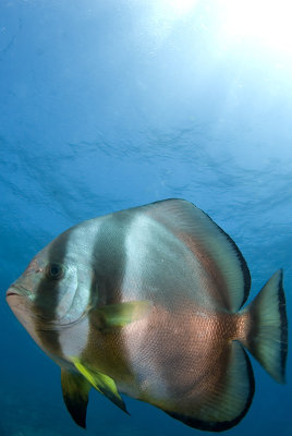 Batfish in the Gianis D.