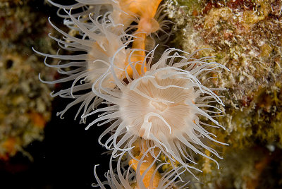 Unidentified Anemone