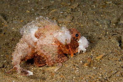 Scorpionfish