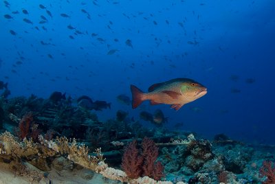 Snapper at the remains of the Yolanda