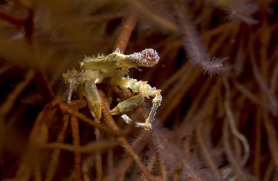 Crab on a Black Coral