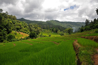 Rice field in Doi Inthanon