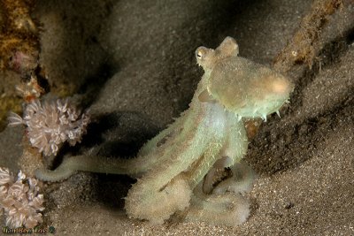 Nocturnal Octopus (Unrecognized)