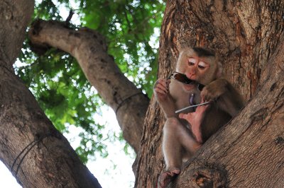 Revenge of the monkey