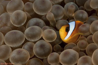 Red Sea Clownfish (Amphiprion bicinctus)