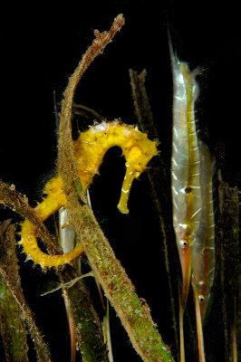 Sea Horse and Shrimpfish