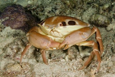 Crab