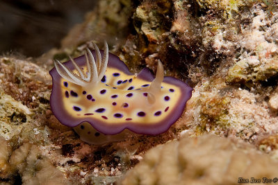 Nudibranch