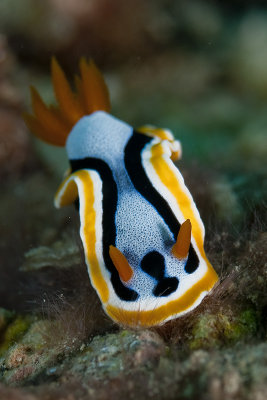 Nudibranch