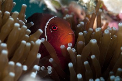 Anemone fish