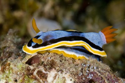 Nudibranch