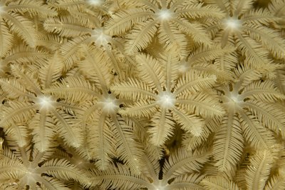 Coral flowers