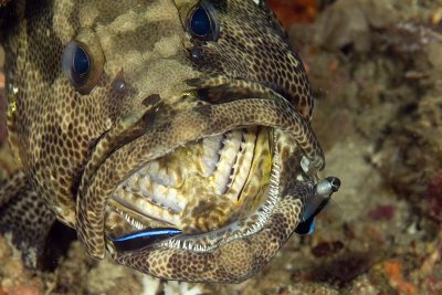 Grouper in a cleaning station