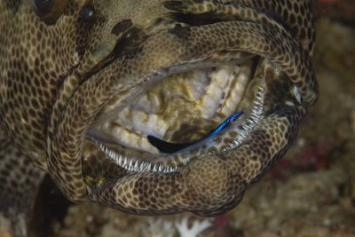 Grouper in a cleaning station