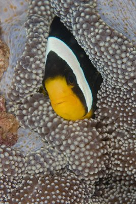 Clark's Anemonefish (Amphiprion clarkii)