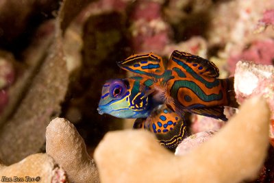 Mandarin Fish