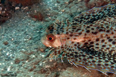 Oriental flying gurnard