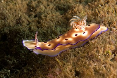 Nudibranch