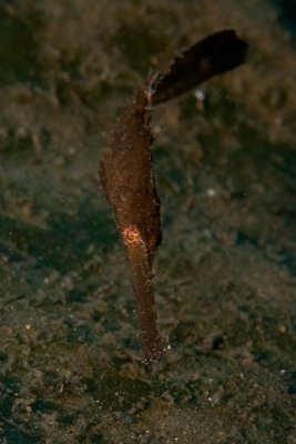 Ghost Pipefish