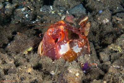 Gorlock Mantis Shrimp and cleaner shrimp