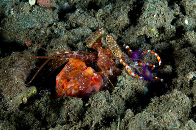 Gorlock Mantis Shrimp and cleaner shrimps