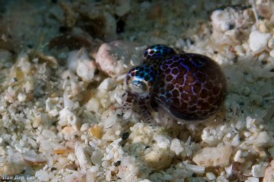 Bobtail Squid