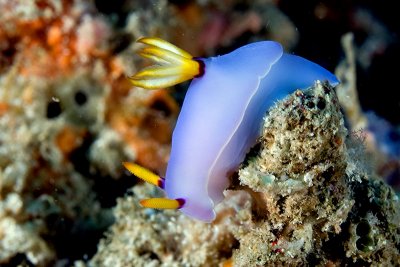 Nudibranch