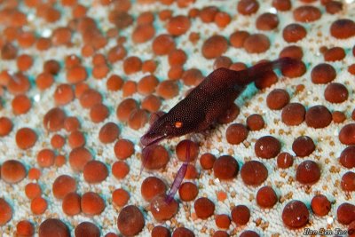  Commensal Shrimp (Periclimenes Soror) on a Starfish