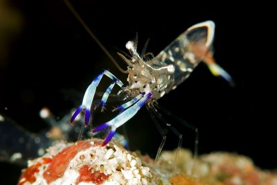 Partner Shrimp(Ancylomenes holthuisi)