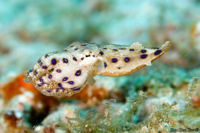 Blue Rings Octopus