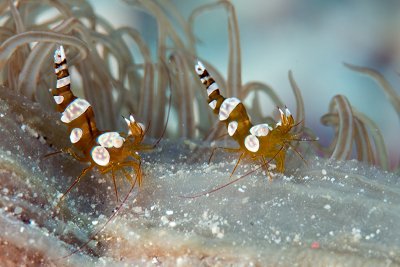 Squat Shrimps