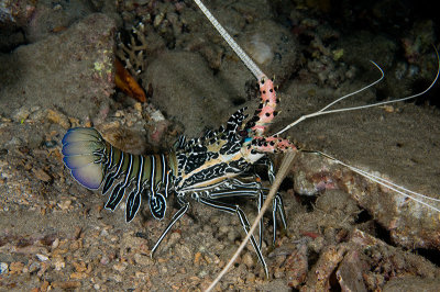 Spiny Lobster