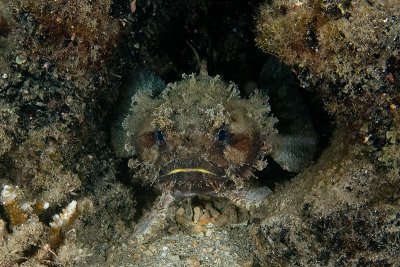 Toadfish