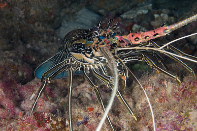 Spiny Lobster