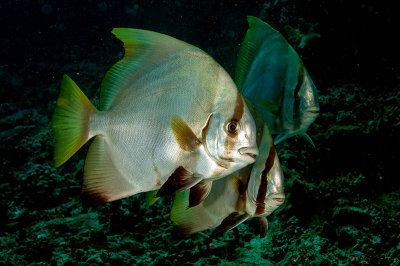 Batfish trio