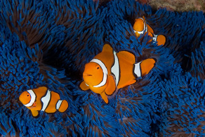 Orange clownfish (Amphiprion percula)