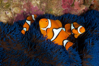Orange clownfish (Amphiprion percula)