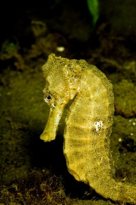 Sea Horse