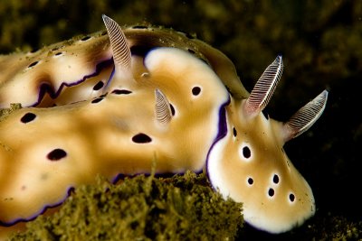 Nudibranch