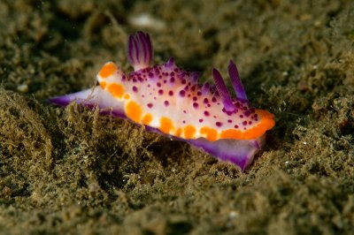 Nudibranch