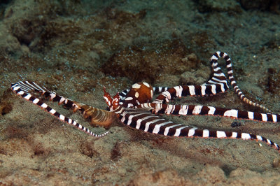 wonderpus octopus (Wunderpus photogenicus)