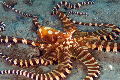 wonderpus octopus (Wunderpus photogenicus)