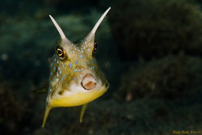 Cow fish