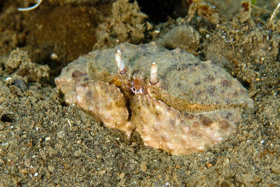 Box Crab