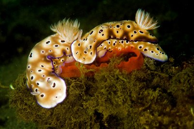 Nudibranchs laying eggs