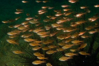 Fish Hiding in Sea Urchines
