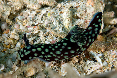 Nudibranch